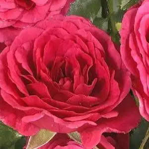 40-60 cm - Trandafiri - Limesfeuer™ - 